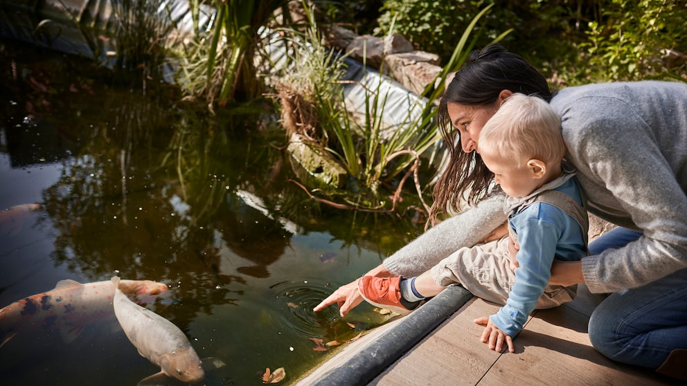 Fische schwimmen in einem Gartenteich