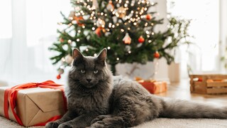 Katze mit Geschenk vor dem Weihnachtsbaum