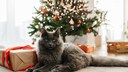 Katze mit Geschenk vor dem Weihnachtsbaum