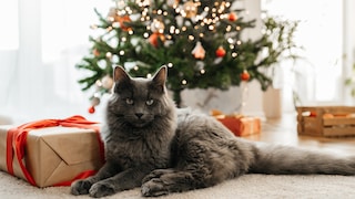Katze mit Geschenk vor dem Weihnachtsbaum