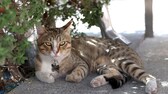 Dave der Kater liegt vor dem Teamquartier der englischen Mannschaft in Katar