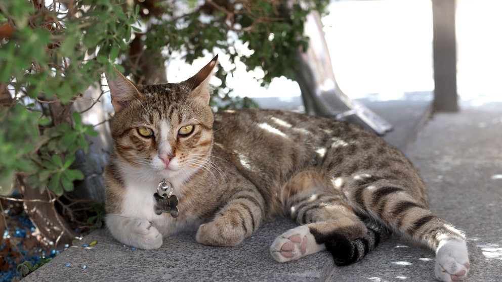 Dave der Kater liegt vor dem Teamquartier der englischen Mannschaft in Katar