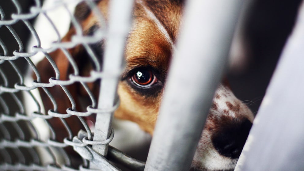 Hund im Tierheim