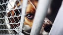 Hund im Tierheim