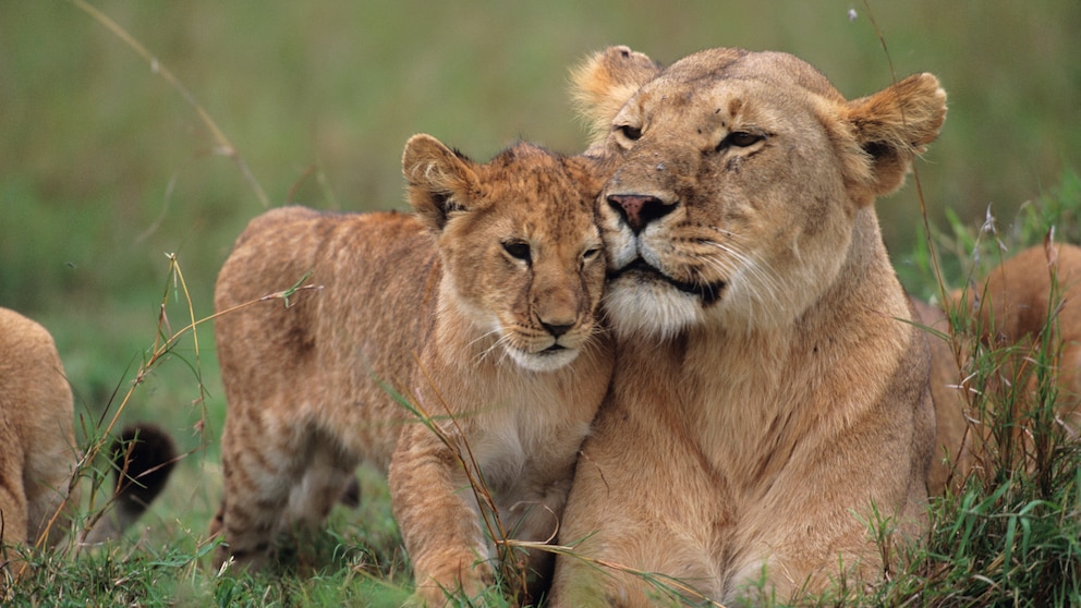 Eine Löwin und ein Löwenjunge