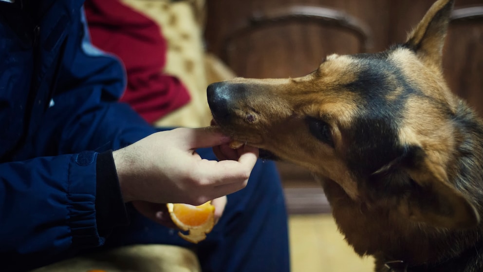 Dürfen Hunde Mandarinen essen?