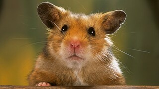Hamster im Porträt
