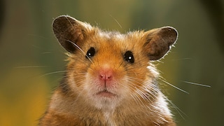 Hamster im Porträt