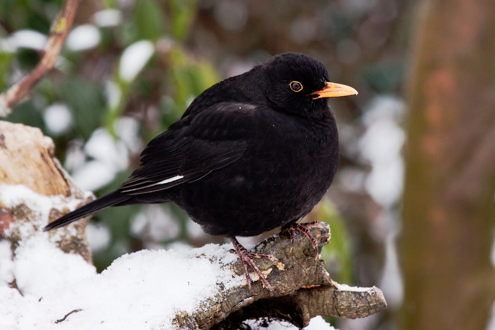 Wintervögel Amsel