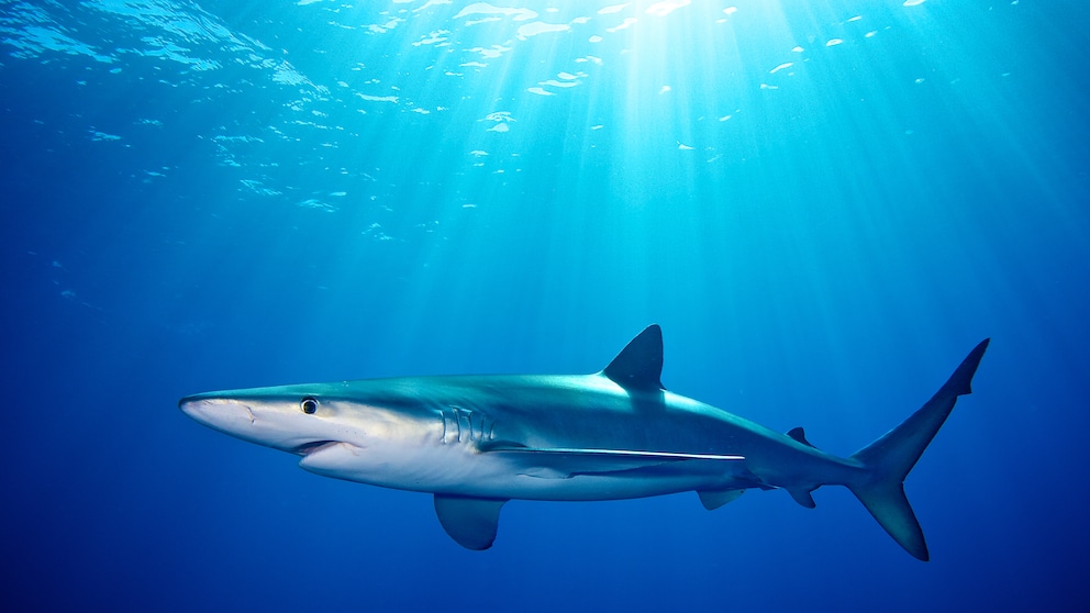 Blauhai Prionace glauca schwimmt dicht an Meeresoberfläche