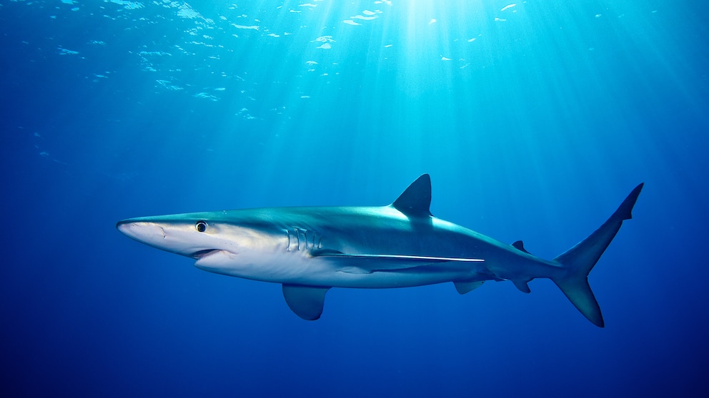 Blauhai Prionace glauca schwimmt dicht an Meeresoberfläche