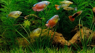 Die besten Pflanzen im Aquarium