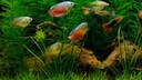 Die besten Pflanzen im Aquarium