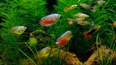 Die besten Pflanzen im Aquarium