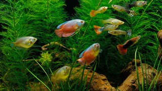 Die besten Pflanzen im Aquarium