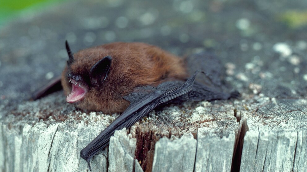 Eine Fledermaus liegt auf einem Baumstamm