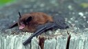 Eine Fledermaus liegt auf einem Baumstamm