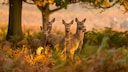 Diese Tiere leben in unseren Wäldern