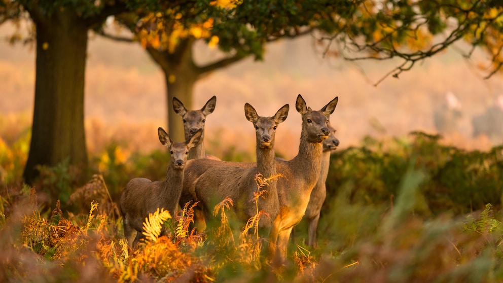 Diese Tiere leben in unseren Wäldern