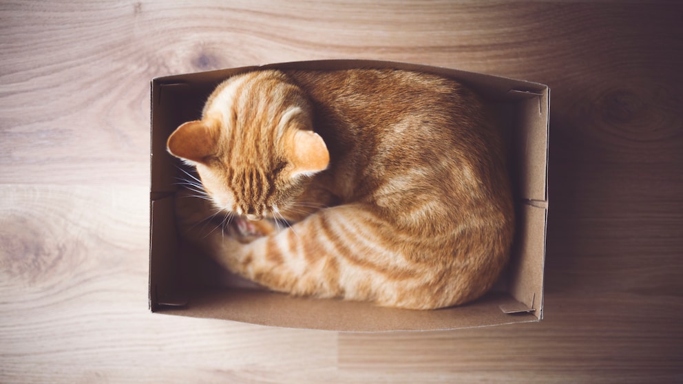 Katze liegt eingerollt im Karton