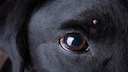 Krankheiten, die durch Zecken auf Hunde übertragen werden: Hund mit Zecke über dem Auge