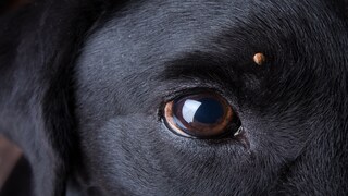 Krankheiten, die durch Zecken auf Hunde übertragen werden: Hund mit Zecke über dem Auge
