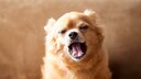 Warum Hunde g&auml;hnen