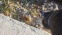 Maus sitzt direkt vor einer Katze und zeigt keine Scheu.