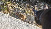 Maus sitzt direkt vor einer Katze und zeigt keine Scheu.