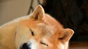 Shiba Inu Hund liegt schlafend auf dem Boden