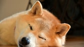 Shiba Inu Hund liegt schlafend auf dem Boden