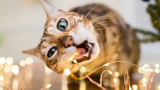 Katze kaut an der Lichterkette