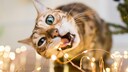 Katze kaut an der Lichterkette