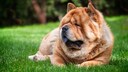 Ein Chow Chow liegt auf dem Rasen