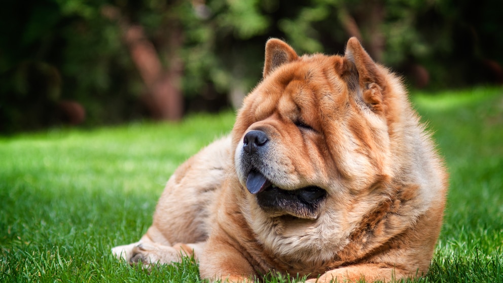 Ein Chow Chow liegt auf dem Rasen