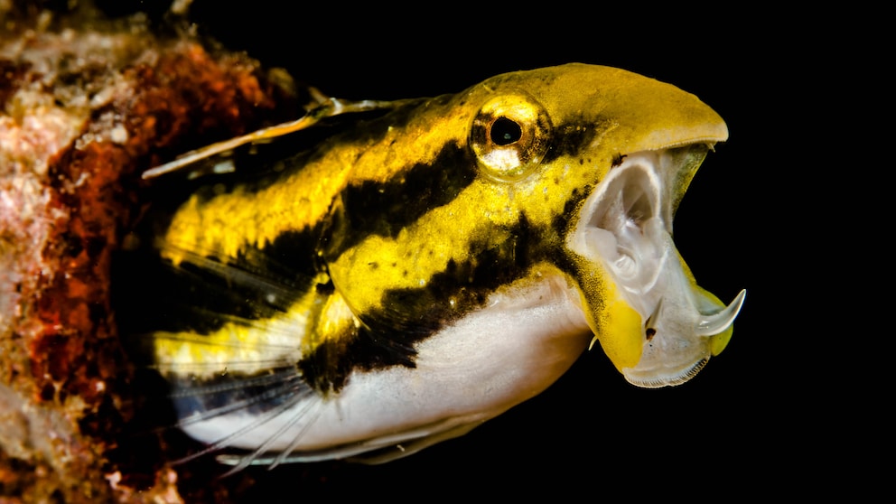 Säbelzahnschleimfisch