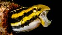 Säbelzahnschleimfisch