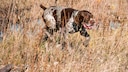 Deutsch Kurzhaar bei der Jagd