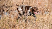 Deutsch Kurzhaar bei der Jagd