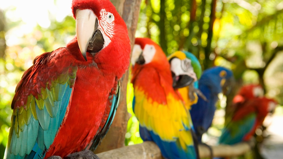 Beliebte Papageien: Hier eine Gruppe Aras