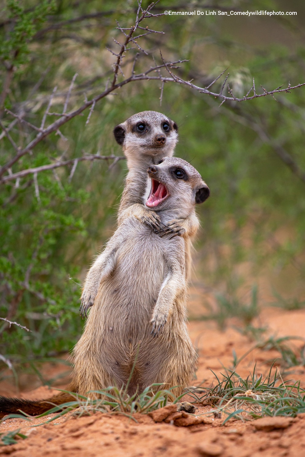 Zwei Erdmännchen spielen miteinander – Finalist des Comedy Wildlife Foto Awards 2022