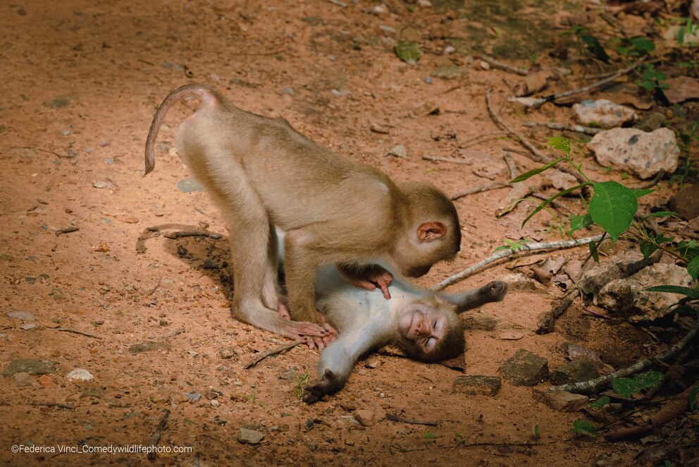 Ein Affe piekt einen zweiten in den Bauch, wie bei einer Wellnessbehandlung