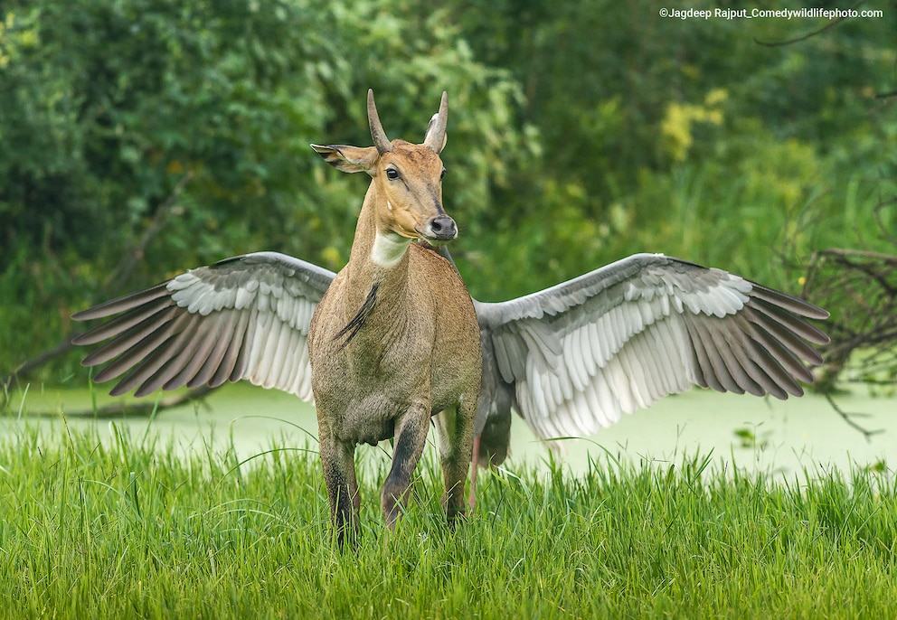Eine Nilgauantilope wird von hinten von einem Kranich angegriffen