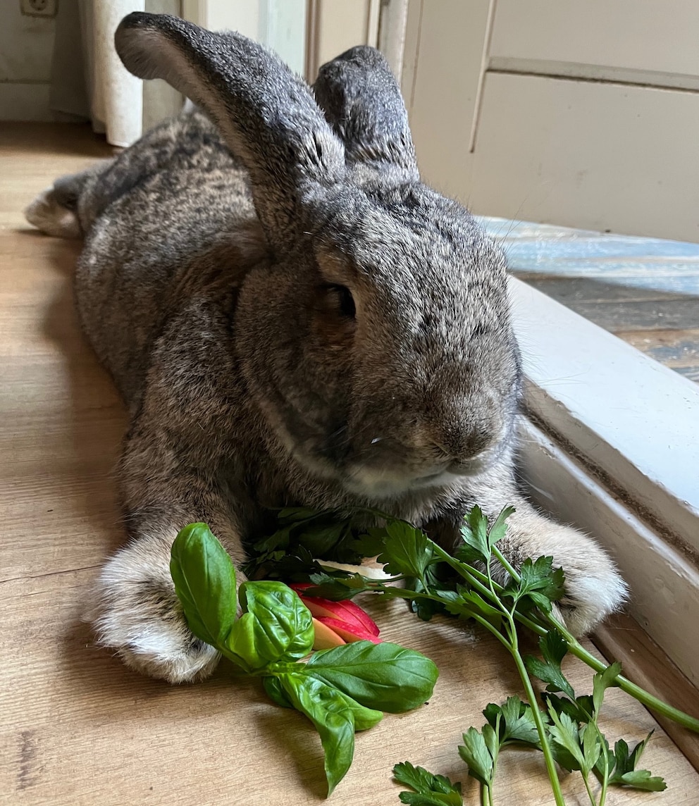 Guus das Riesenkaninchen