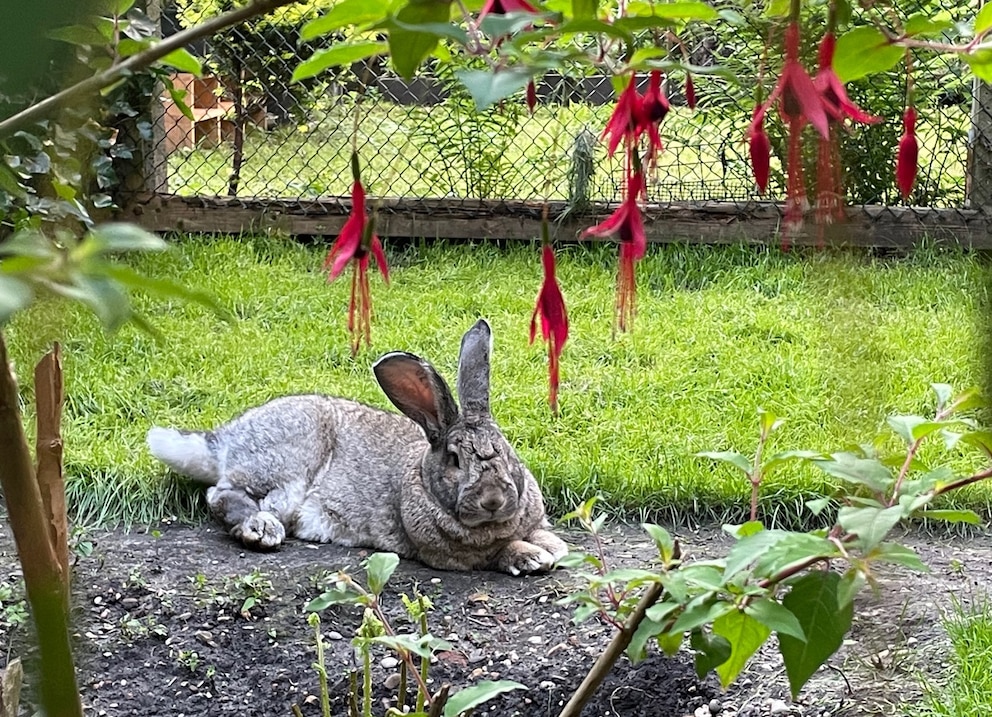 Guus das Riesenkaninchen