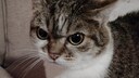 Upsetty Betty, eine Katze mit inzestuösem Kleinwuchs wird zum Internet-Star