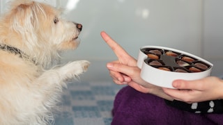 Was tun, wenn der Hund Schokolade gefressen hat