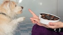 Was tun, wenn der Hund Schokolade gefressen hat