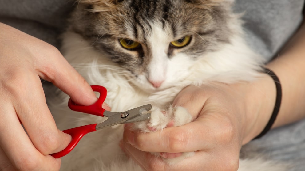 Muss man Katzen die Krallen schneiden? Gründe, Tipps und Ratgeber
