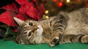 Weihnachtsstern ist Gift für Haustiere